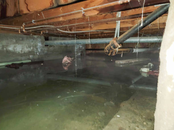 Best Local water damage restoration  in Camp Barrett, VA